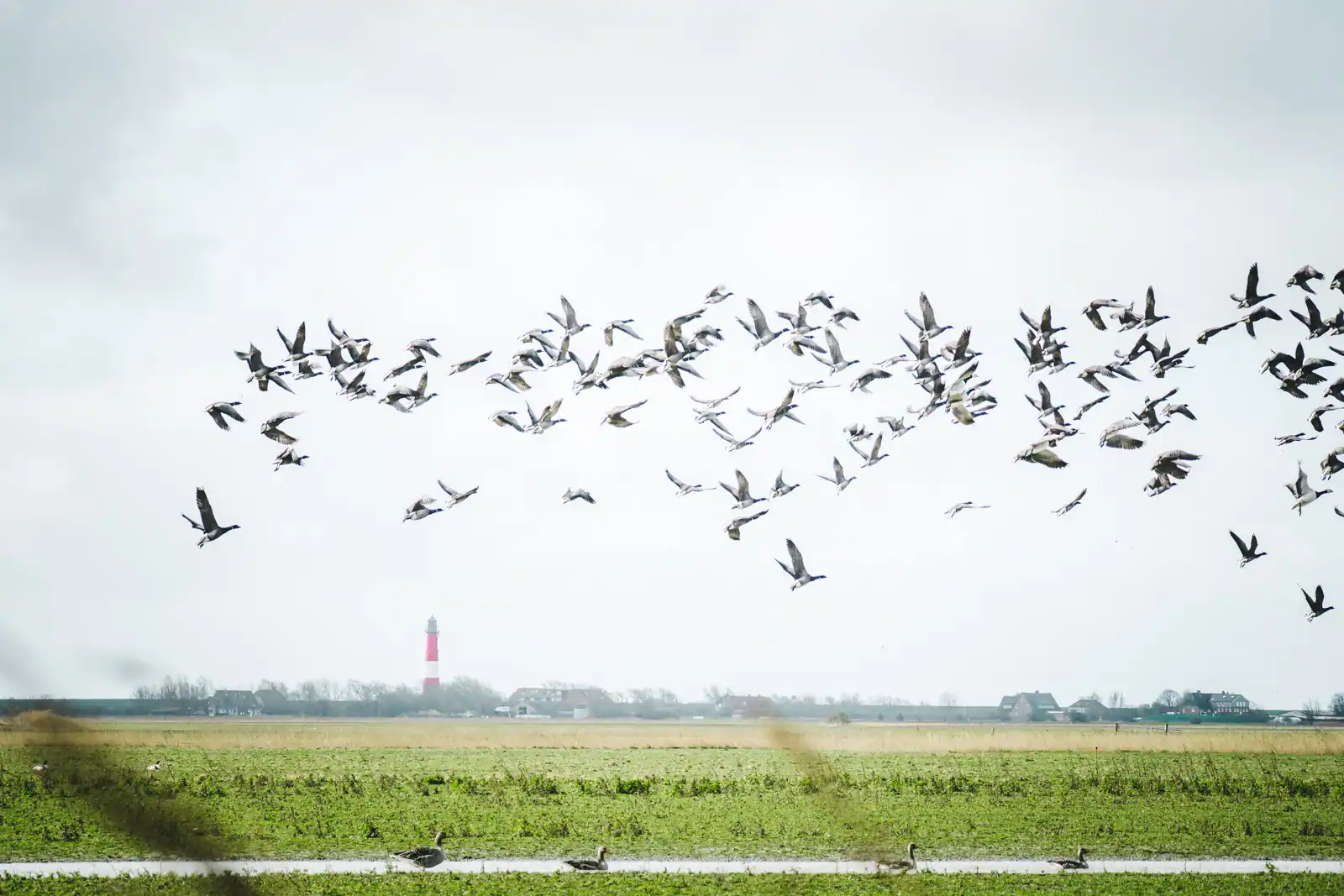 landschaft pellworm leuchtturm vögel