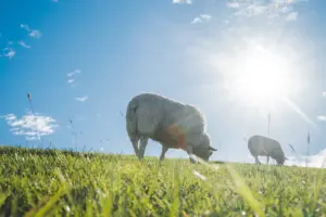 ferienhaus ku galrie ku pellworm auszeit urlaub nordseeinsel deich schafe